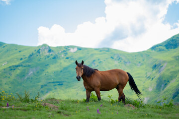Fototapeta na wymiar horse in the mountains georgia 