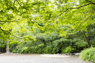 アウトドア、深い緑の風景