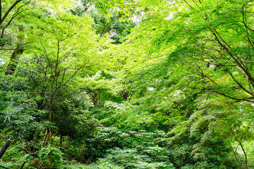 Obraz premium アウトドア、深い緑の風景