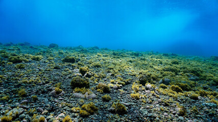 Underwater landscape