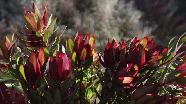 close-up of red protea flowers in vase by the window seal with sunny backyard bokeh in the background