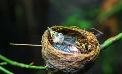 The remains of the baby bird died inside its nest. The baby bird died in the nest. The hornet bites the flesh of the dead baby bird. The concept of saves the bird.