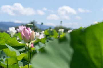 蓮と青空
