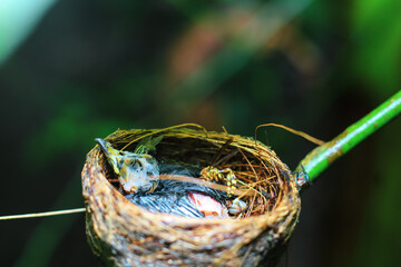 The remains of the baby bird died inside its nest. The baby bird died in the nest. The hornet bites the flesh of the dead baby bird. The concept of saves the bird.