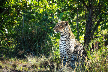 Young adult leopard, Panthera pardus, in the undergrowth of the Masai Mara
