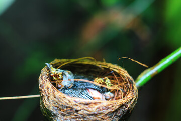 Obraz premium The remains of the baby bird died inside its nest. The baby bird died in the nest. The hornet bites the flesh of the dead baby bird. The concept of saves the bird.