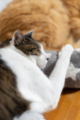 眠る猫　キジトラ猫