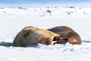 A pair of walruses, odobenus rosmarus, hauled out and resting on the sea ice and snow. Svalbard, Arctic Circle.