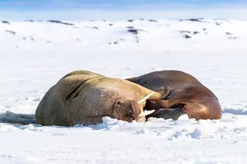 Fotobehang A pair of walruses, odobenus rosmarus, hauled out and resting on the sea ice and snow. Svalbard, Arctic Circle. © Rixie