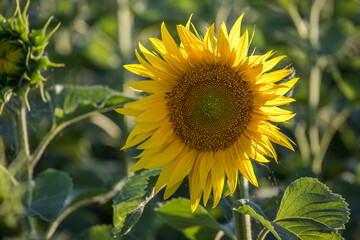 close-up of a sunflower in a field