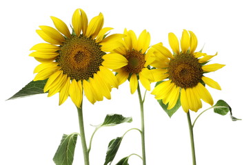 Sunflowers isolated on white background with clipping path