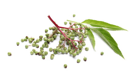 Green unripe danewort seeds and leaves isolated on white background