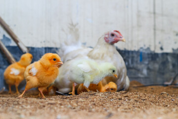 Mother hen with its baby chicken. Adorable baby chicks resting in the safety of mother hens feathers. Mother hen with baby chicken hiding under its wings.