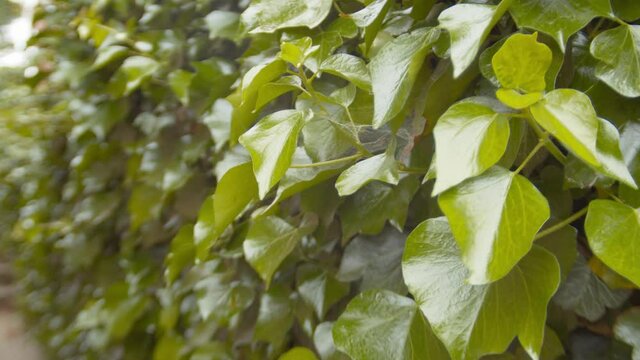 Close up of a foliage wall in shallow focus.