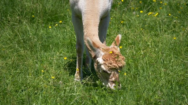 Newborn baby alpaca eating grass on green pasture during beautiful sunny day in wilderness - close up