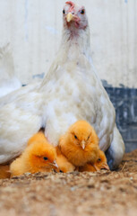 Mother hen with its baby chicken. Adorable baby chicks resting in the safety of mother hens feathers. Mother hen with baby chicken hiding under its wings.