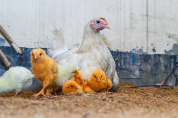 Mother hen with its baby chicken. Adorable baby chicks resting in the safety of mother hens feathers. Mother hen with baby chicken hiding under its wings.