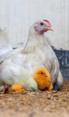 Mother hen with its baby chicken. Adorable baby chicks resting in the safety of mother hens feathers. Mother hen with baby chicken hiding under its wings.