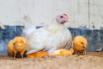 Mother hen with its baby chicken. Adorable baby chicks resting in the safety of mother hens feathers. Mother hen with baby chicken hiding under its wings.