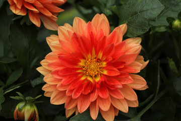 Blooming dahlia in a garden