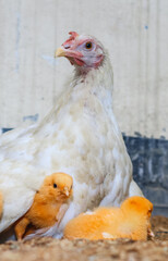 Mother hen with its baby chicken. Adorable baby chicks resting in the safety of mother hens feathers. Mother hen with baby chicken hiding under its wings.