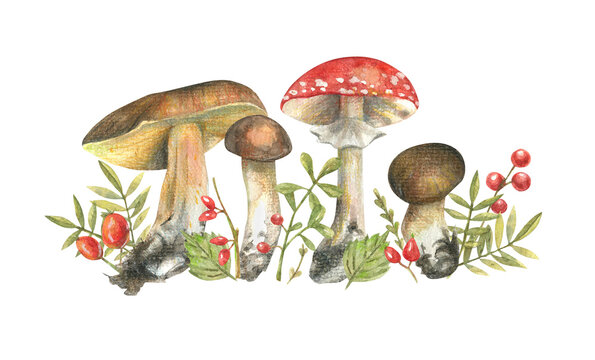 Set of watercolor illustrations with forest plants, mushrooms, leaves and berries. Hand-drawn illustration for greeting cards.
