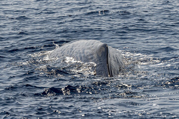 dorsal fin detail of Sperm Whale at sunset in genoa italy whale watching
