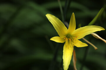 Hemerocallis daylily blooming in the garden