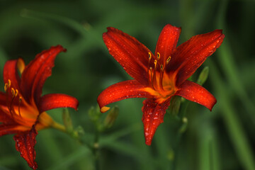 Hemerocallis daylily blooming in the garden