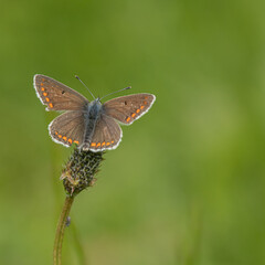 Brown Argus butterfly