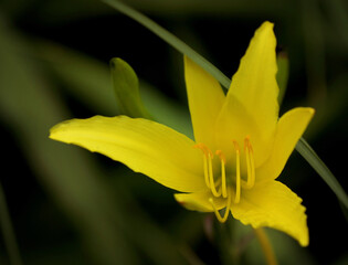 Hemerocallis daylily blooming in the garden
