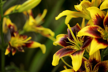 Hemerocallis daylily blooming in the garden