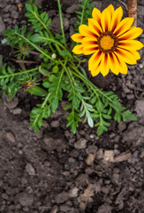 Yellow flower in the garden on the background of the earth, top view