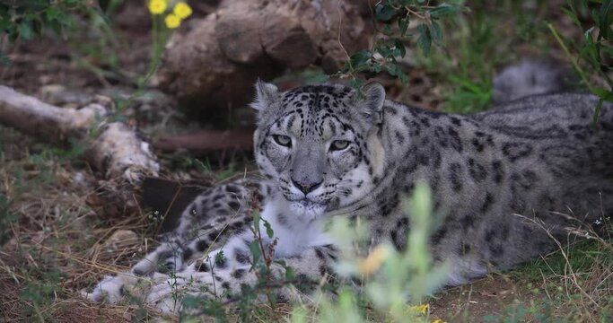 A Snow panther is resting in the mountain