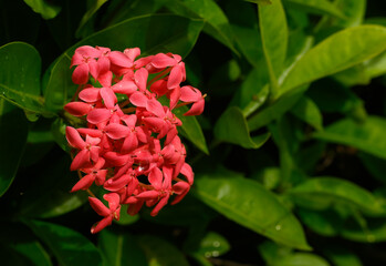 red and white flower