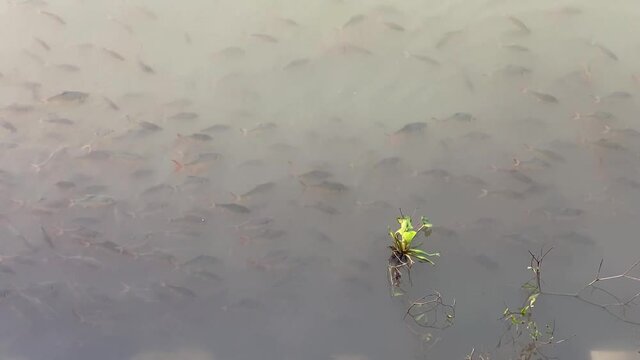 many common silver barb fish in river