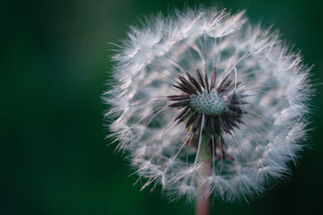 Fototapeta premium Dandelion, dandelion close-up, flowering dandelion