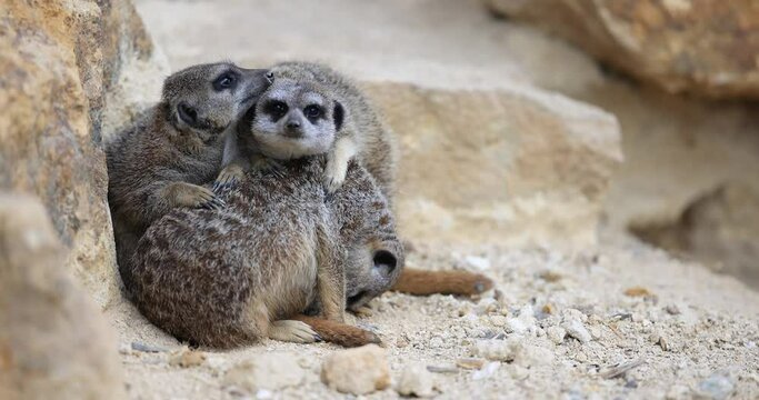A group of Meerkats are resting together