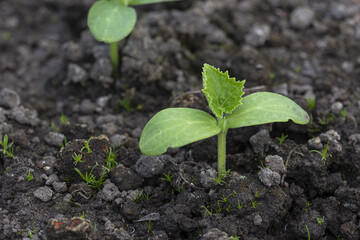 Young cucumbers growing in the greenhouse. Cucumber plants on the gardenbad 