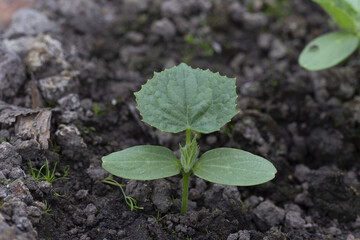Young cucumbers growing in the greenhouse. Cucumber plants on the gardenbad 
