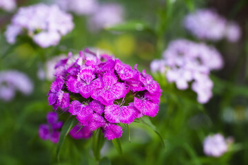The Turkish carnation blossoming on a bed a close up. Copy space. Dianthus barbatus. Caryophyllaceae Family.
