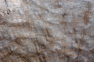 the traces of the bug beetle-typographer. Close-up of tree is eaten by bark beetles. The imprint of the bark beetle under the bark of the tree.