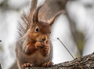 The squirrel with nut sits on a branches in the spring or summer.