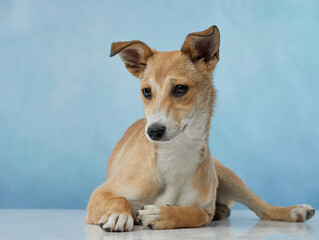 puppy with big beautiful eyes. dog on blue canvas background, mix breed