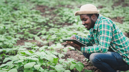 African farmer using tablet for  research leaves of plant in organic farm.Agriculture or...