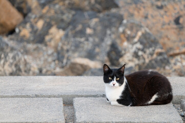 A black and white Street cat with a broken ear