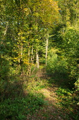 Obraz premium Autumn forest with colorful trees and leaves. Autumn background. Beautiful nature forest. Fall background.