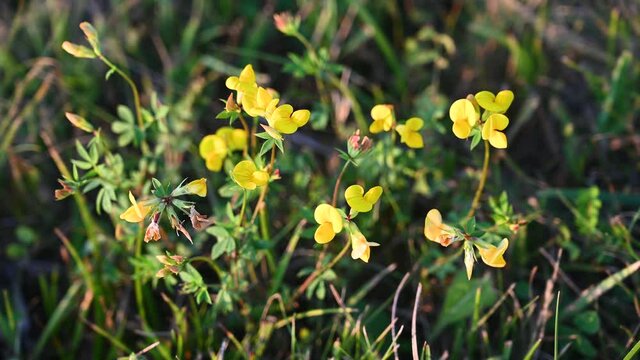 Narrow-leaf bird's-foot trefoil blooming on the field. Blossom of yellow flowers on meadow at summer. Flowering of Lotus tenuis.
