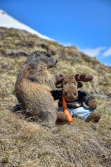 Murmeltier, Murmeltiere, Mankei, Munggen, Nagetier, Erdhörnchen, Marmotini, Murmel,...