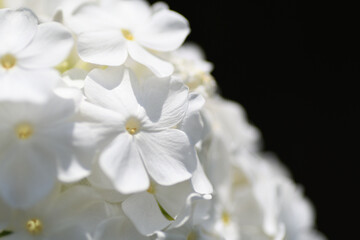 Fototapeta na wymiar 夏の白い花（クサキョウチクトウ）埼玉県/7月